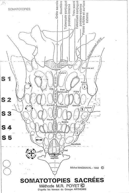 MICHEL MAGNAVAL. SACRUM METHODE POYET FORMATION PRATIQUE 